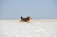 Picture of Polish Lowland Sheepdog running in snowy field snow