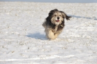 Picture of Polish Lowland Sheepdog running on snow