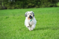Picture of Polish Lowland Sheepdog running in field