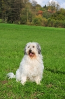 Picture of Polish Lowland Sheepdog sitting in field