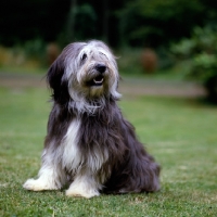 Picture of polish lowland sheepdog sitting on grass, megsflocks