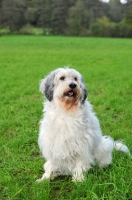 Picture of Polish Lowland Sheepdog sitting in field