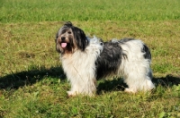 Picture of Polish Lowland Sheepdog standing on grass