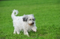 Picture of Polish Lowland Sheepdog walking in field