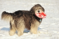 Picture of Polish Lowland Sheepdog with frisbee