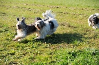 Picture of Polish Lowland Sheepdogs running together