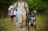 Picture of polish sighthound walkling on a path leading a group pf people