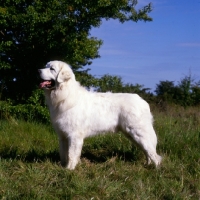 Picture of polish tatra  herd dog side view