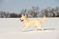 Picture of Polish Tatra herd dog in winter
