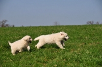 Picture of Polish Tatra Herd Dog puppies running