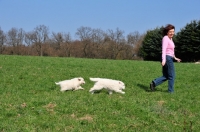 Picture of Polish Tatra Herd Dog puppies following woman