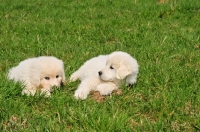 Picture of Polish Tatra Herd Dog puppies lying down