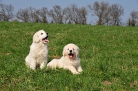 Picture of Polish Tatra Herd Dog puppies