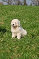 Picture of Polish Tatra Herd Dog puppy on grass