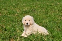 Picture of Polish Tatra Herd Dog puppy sitting down
