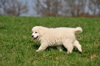 Picture of Polish Tatra Herd Dog puppy