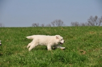 Picture of Polish Tatra Herd Dog puppy
