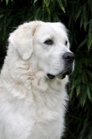 Picture of Polish Tatra Herd Dog