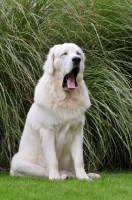 Picture of Polish Tatra Herd Dog