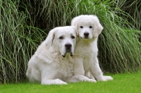 Picture of Polish Tatra Herd Dog