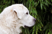 Picture of Polish Tatra Herd Dog