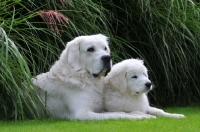 Picture of Polish Tatra Herd Dog