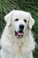 Picture of Polish Tatra Herd Dog