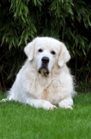 Picture of Polish Tatra Herd Dog