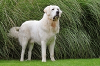 Picture of Polish Tatra Herd Dog