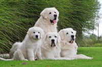 Picture of Polish Tatra Herd Dog