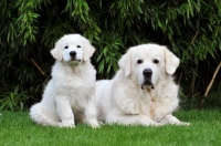 Picture of Polish Tatra Herd Dog