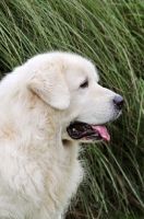 Picture of Polish Tatra Herd Dog