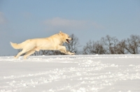 Picture of Polish Tatra Sheepdog (aka Owczarek Podhalanski) running in snow