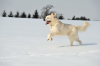 Picture of Polish Tatra Sheepdog (aka Owczarek Podhalanski) running free in winter