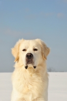 Picture of Polish Tatra Sheepdog (aka Owczarek Podhalanski) portrait