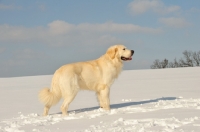 Picture of Polish Tatra Sheepdog (aka Owczarek Podhalanski) in winter