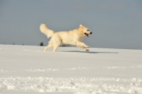 Picture of Polish Tatra Sheepdog (aka Owczarek Podhalanski) running in snow