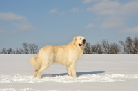 Picture of Polish Tatra Sheepdog (aka Owczarek Podhalanski) standing in field, wintery scene