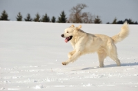 Picture of Polish Tatra Sheepdog (aka Owczarek Podhalanski) running in winter