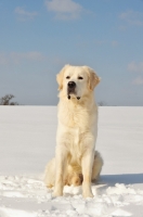 Picture of Polish Tatra Sheepdog (aka Owczarek Podhalanski) sitting in snow