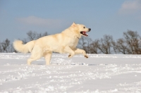 Picture of Polish Tatra Sheepdog (aka Owczarek Podhalanski) running in snow