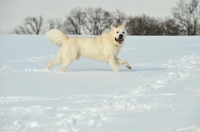 Picture of Polish Tatra Sheepdog (aka Owczarek Podhalanski) in winter