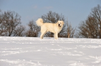 Picture of Polish Tatra Sheepdog (aka Owczarek Podhalanski) staning in snowy field