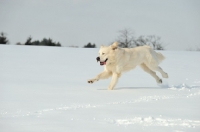 Picture of Polish Tatra Sheepdog (aka Owczarek Podhalanski) running in winter