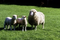 Picture of poll dorset cross ewe and twin lambs