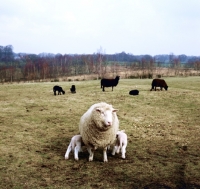 Picture of poll dorset cross ewe and two lambs suckling