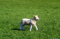 Picture of poll dorset cross lamb walking in field