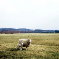 Picture of poll dorset cross sheep ewe with lamb