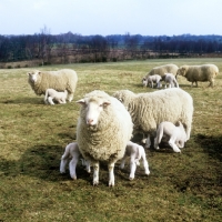 Picture of poll dorset cross sheep ewes with lambs suckling