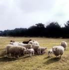 Picture of poll dorset cross sheep ewes with lambs 